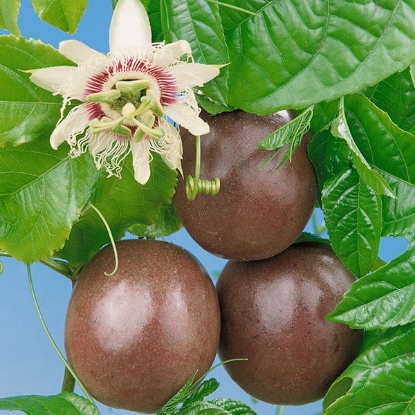 Picture of Passion Fruit